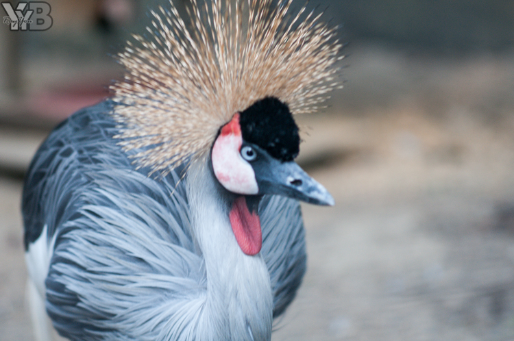 [北部旅遊] 綠世界生態農場 Green World．草泥馬軍團好吸睛