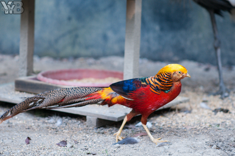 [北部旅遊] 綠世界生態農場 Green World．草泥馬軍團好吸睛