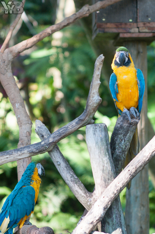 [北部旅遊] 綠世界生態農場 Green World．草泥馬軍團好吸睛