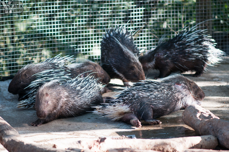 [北部旅遊] 綠世界生態農場 Green World．草泥馬軍團好吸睛