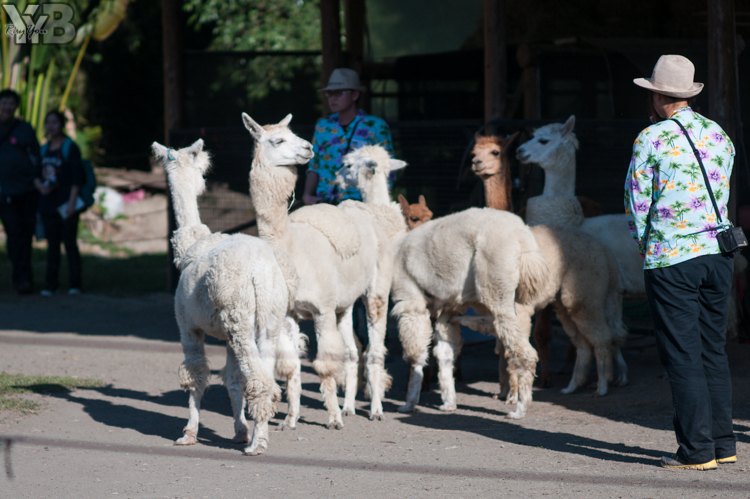 [北部旅遊] 綠世界生態農場 Green World．草泥馬軍團好吸睛