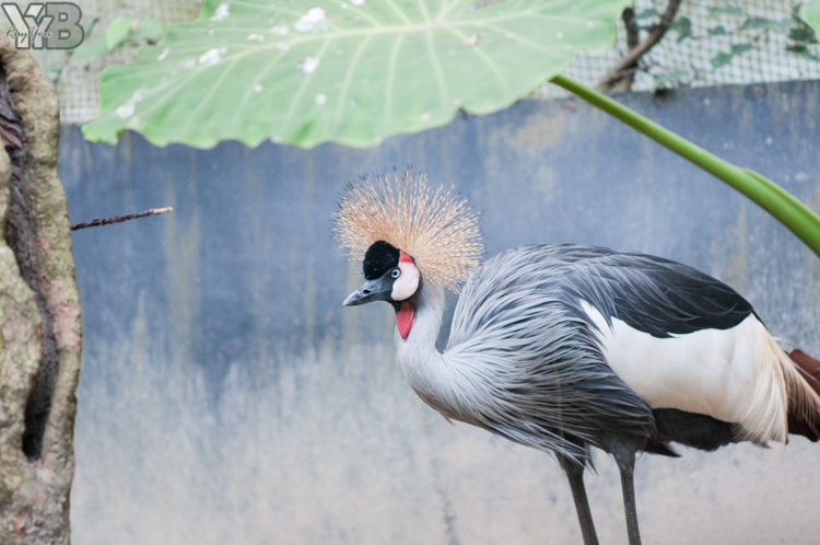 [北部旅遊] 綠世界生態農場 Green World．草泥馬軍團好吸睛