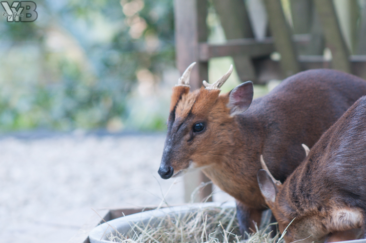 [北部旅遊] 綠世界生態農場 Green World．草泥馬軍團好吸睛