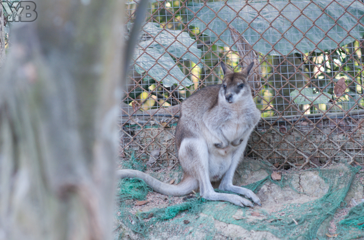 [北部旅遊] 綠世界生態農場 Green World．草泥馬軍團好吸睛