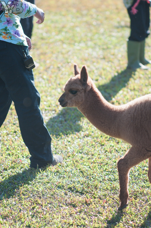 [北部旅遊] 綠世界生態農場 Green World．草泥馬軍團好吸睛