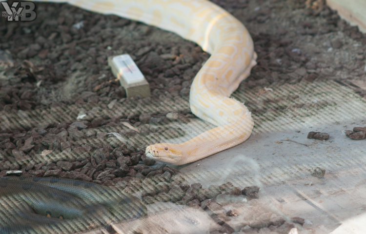[北部旅遊] 綠世界生態農場 Green World．草泥馬軍團好吸睛