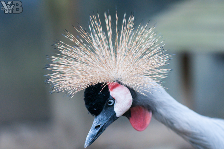 [北部旅遊] 綠世界生態農場 Green World．草泥馬軍團好吸睛