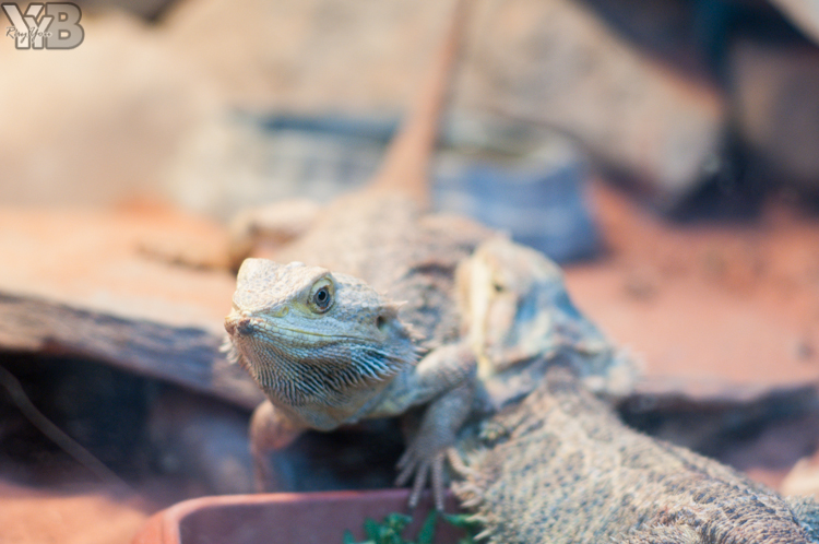 [北部旅遊] 綠世界生態農場 Green World．草泥馬軍團好吸睛