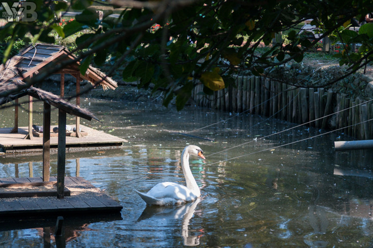 [北部旅遊] 綠世界生態農場 Green World．草泥馬軍團好吸睛