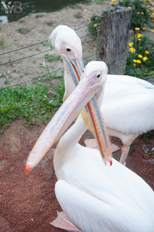 [北部旅遊] 綠世界生態農場 Green World．草泥馬軍團好吸睛