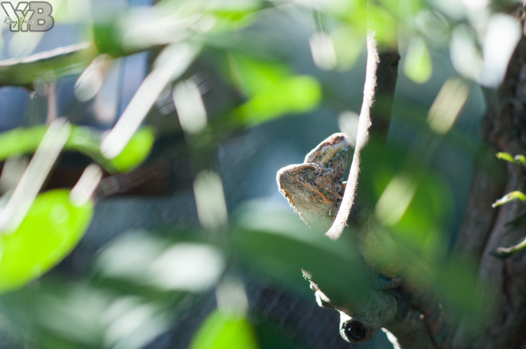 [北部旅遊] 綠世界生態農場 Green World．草泥馬軍團好吸睛