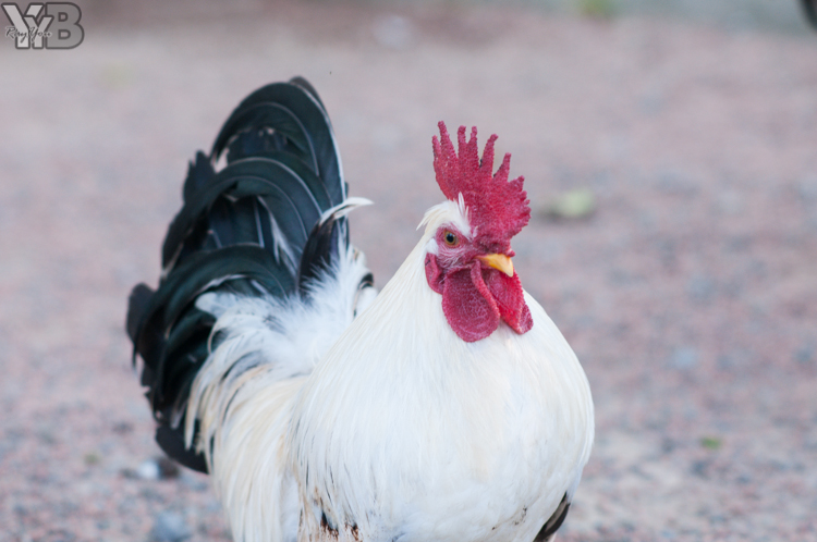 [北部旅遊] 綠世界生態農場 Green World．草泥馬軍團好吸睛