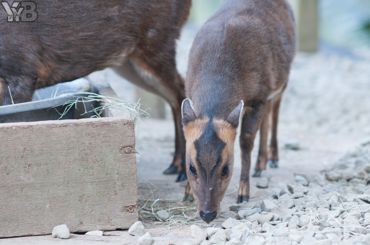 [北部旅遊] 綠世界生態農場 Green World．草泥馬軍團好吸睛