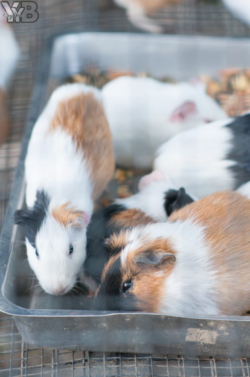 [北部旅遊] 綠世界生態農場 Green World．草泥馬軍團好吸睛