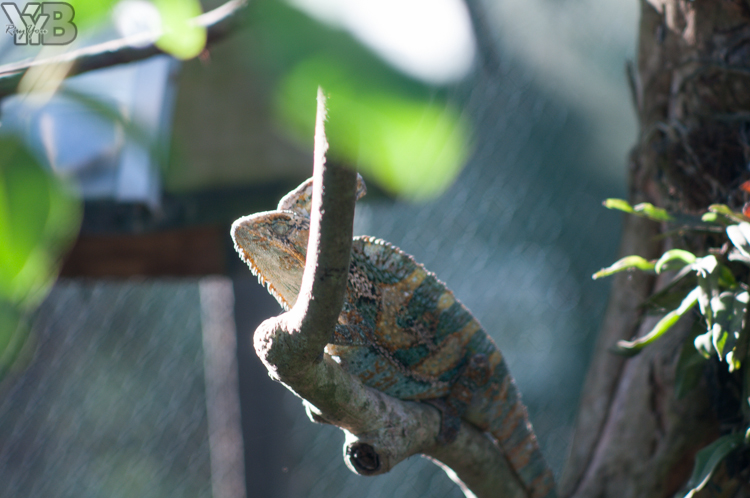 [北部旅遊] 綠世界生態農場 Green World．草泥馬軍團好吸睛