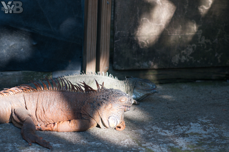 [北部旅遊] 綠世界生態農場 Green World．草泥馬軍團好吸睛
