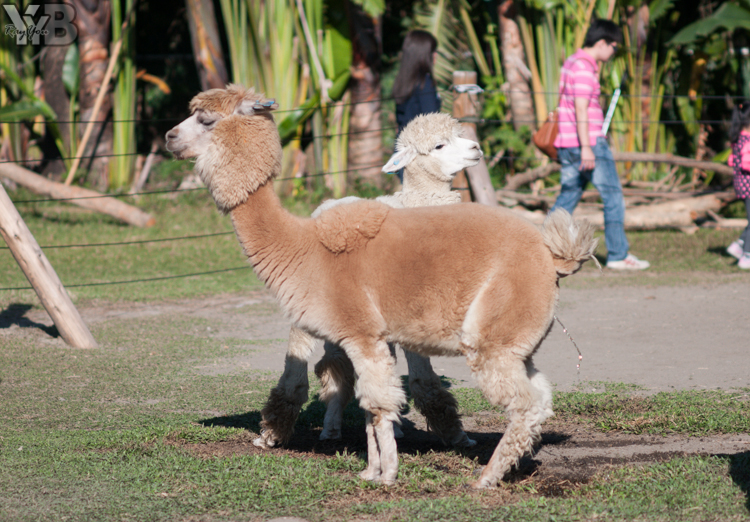 [北部旅遊] 綠世界生態農場 Green World．草泥馬軍團好吸睛