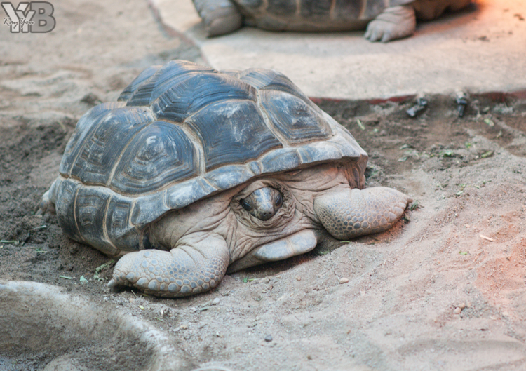 [北部旅遊] 綠世界生態農場 Green World．草泥馬軍團好吸睛