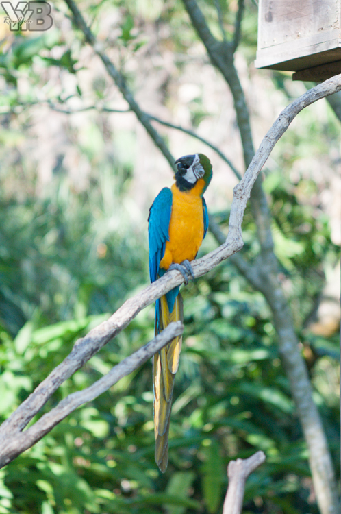 [北部旅遊] 綠世界生態農場 Green World．草泥馬軍團好吸睛