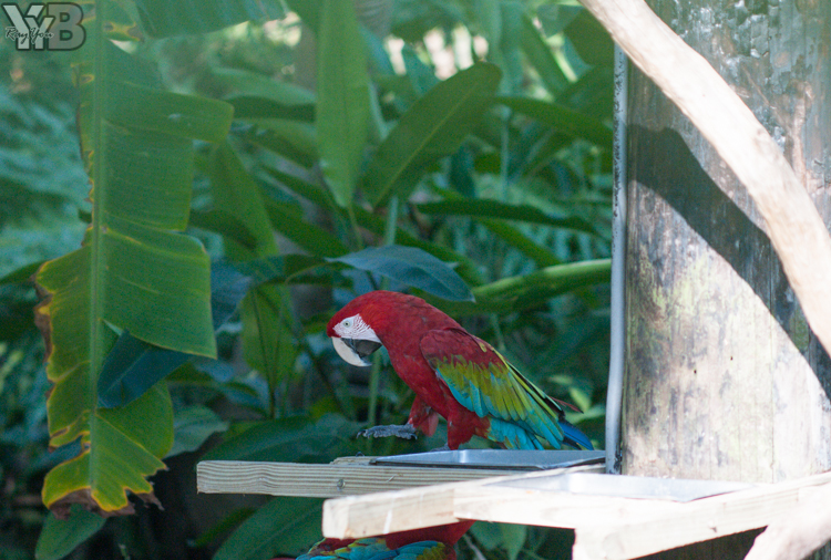 [北部旅遊] 綠世界生態農場 Green World．草泥馬軍團好吸睛