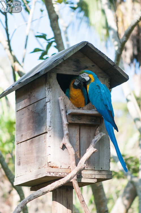 [北部旅遊] 綠世界生態農場 Green World．草泥馬軍團好吸睛