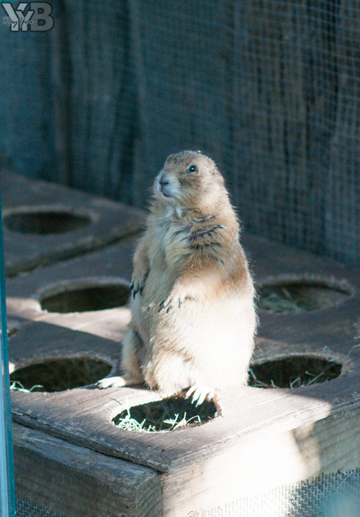 [北部旅遊] 綠世界生態農場 Green World．草泥馬軍團好吸睛