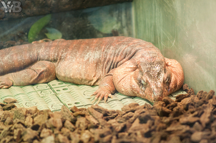 [北部旅遊] 綠世界生態農場 Green World．草泥馬軍團好吸睛