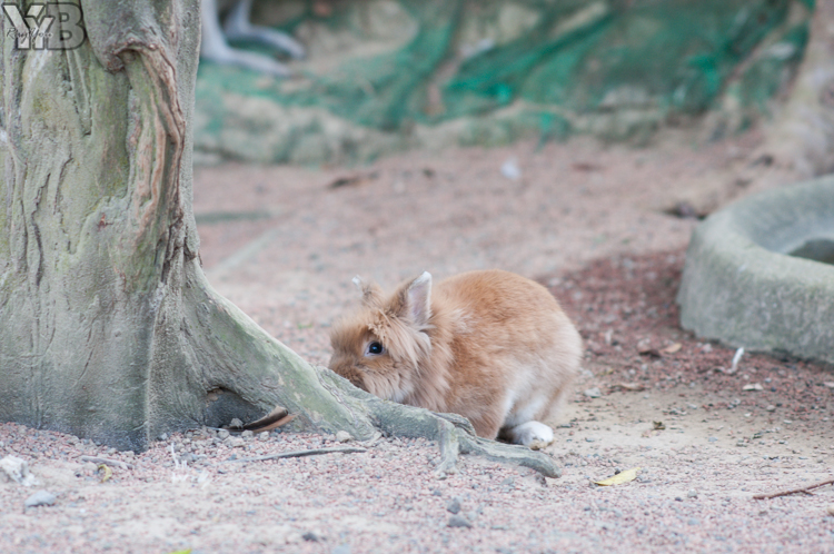 [北部旅遊] 綠世界生態農場 Green World．草泥馬軍團好吸睛