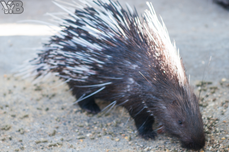 [北部旅遊] 綠世界生態農場 Green World．草泥馬軍團好吸睛