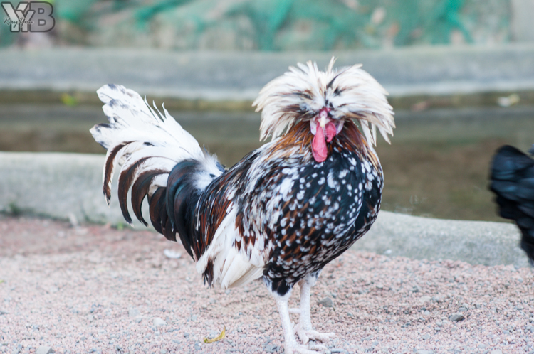 [北部旅遊] 綠世界生態農場 Green World．草泥馬軍團好吸睛