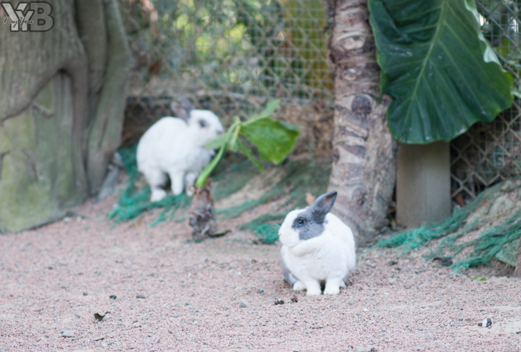 [北部旅遊] 綠世界生態農場 Green World．草泥馬軍團好吸睛