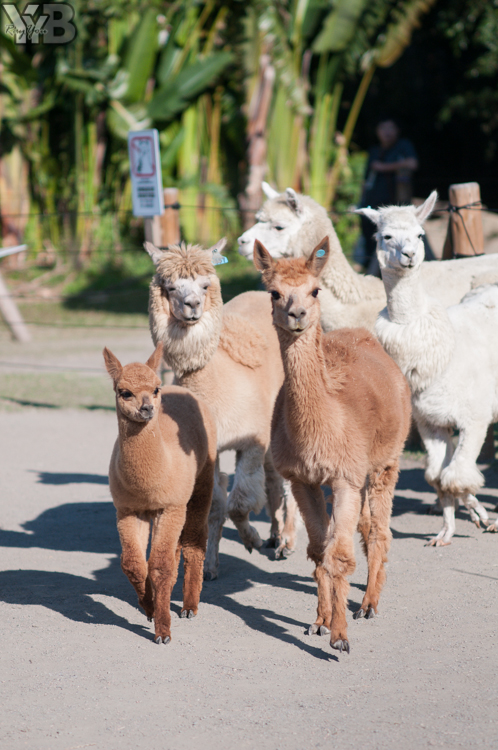 [北部旅遊] 綠世界生態農場 Green World．草泥馬軍團好吸睛