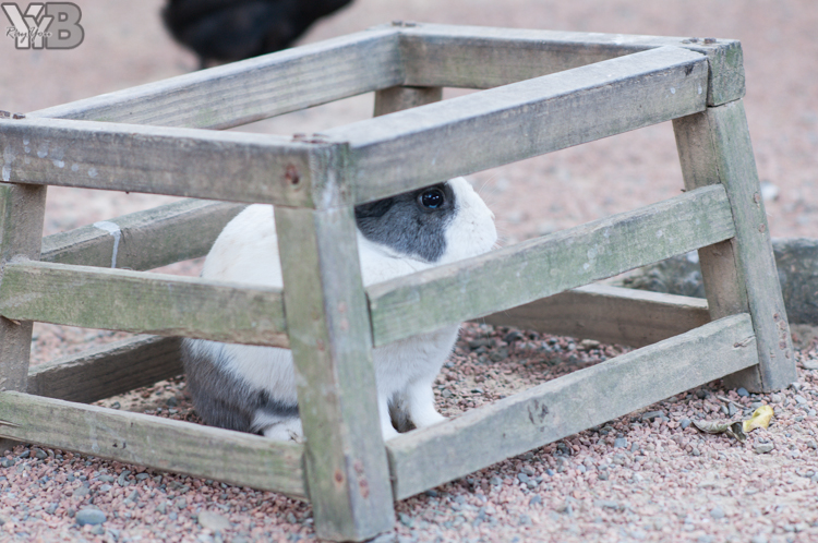 [北部旅遊] 綠世界生態農場 Green World．草泥馬軍團好吸睛
