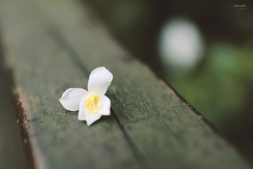 這淡淡的詩意襲上之桐花公園 這淡淡的詩意襲上之桐花公園