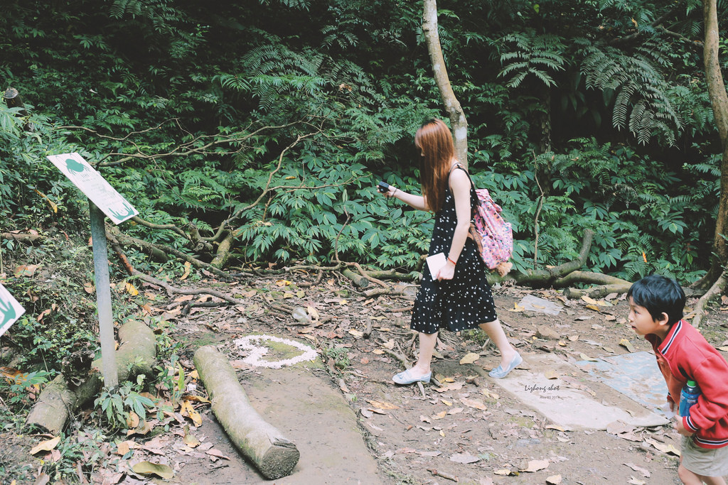 這淡淡的詩意襲上之桐花公園 這淡淡的詩意襲上之桐花公園