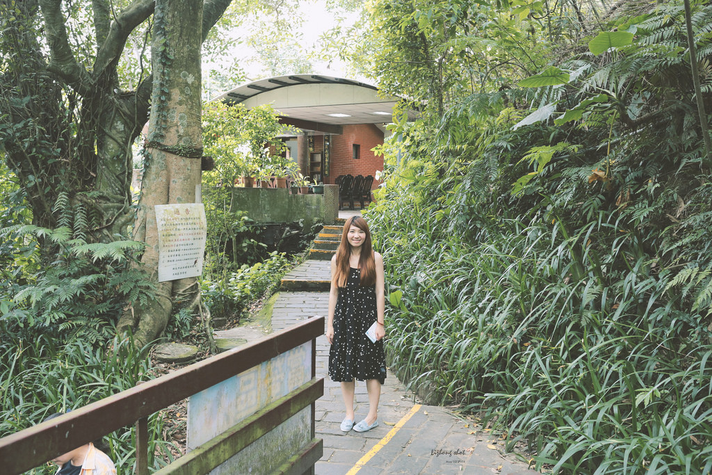 這淡淡的詩意襲上之桐花公園 這淡淡的詩意襲上之桐花公園