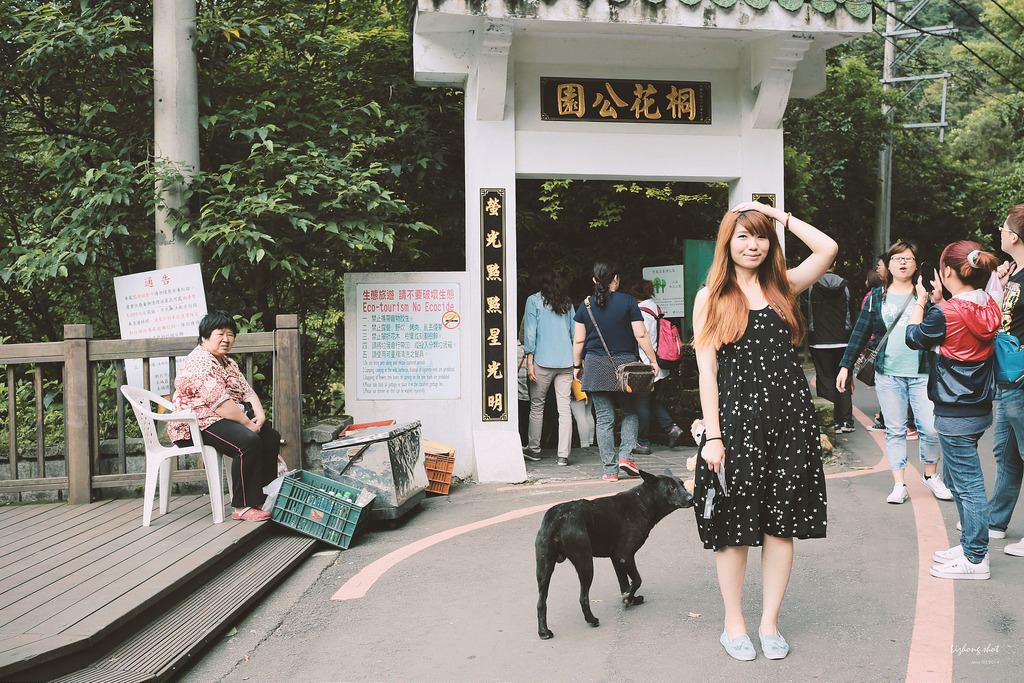 這淡淡的詩意襲上之桐花公園 這淡淡的詩意襲上之桐花公園