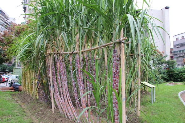 萬華糖廍文化園區:【台北市景點】萬華糖廍文化園區~糖業文化特展,珍藏著各種文物及歷史軌跡,落實鄉土教育結合模擬早期農村的生活