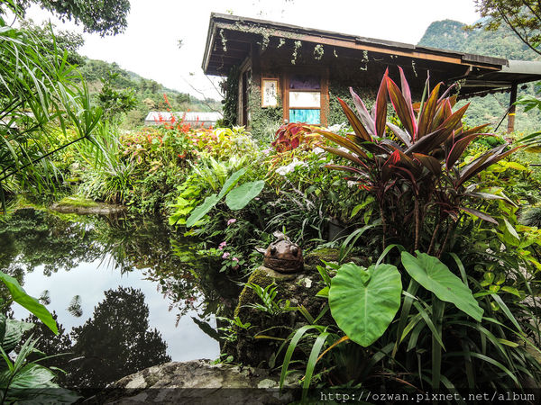 [吃喝]寄情於山野間的閒雲野鶴～山行玫瑰。