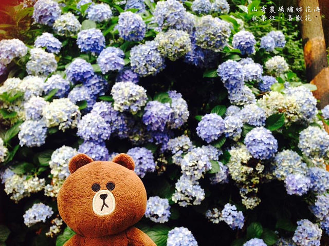 13427801_1432836916733857_4136962153477028415_n (1)