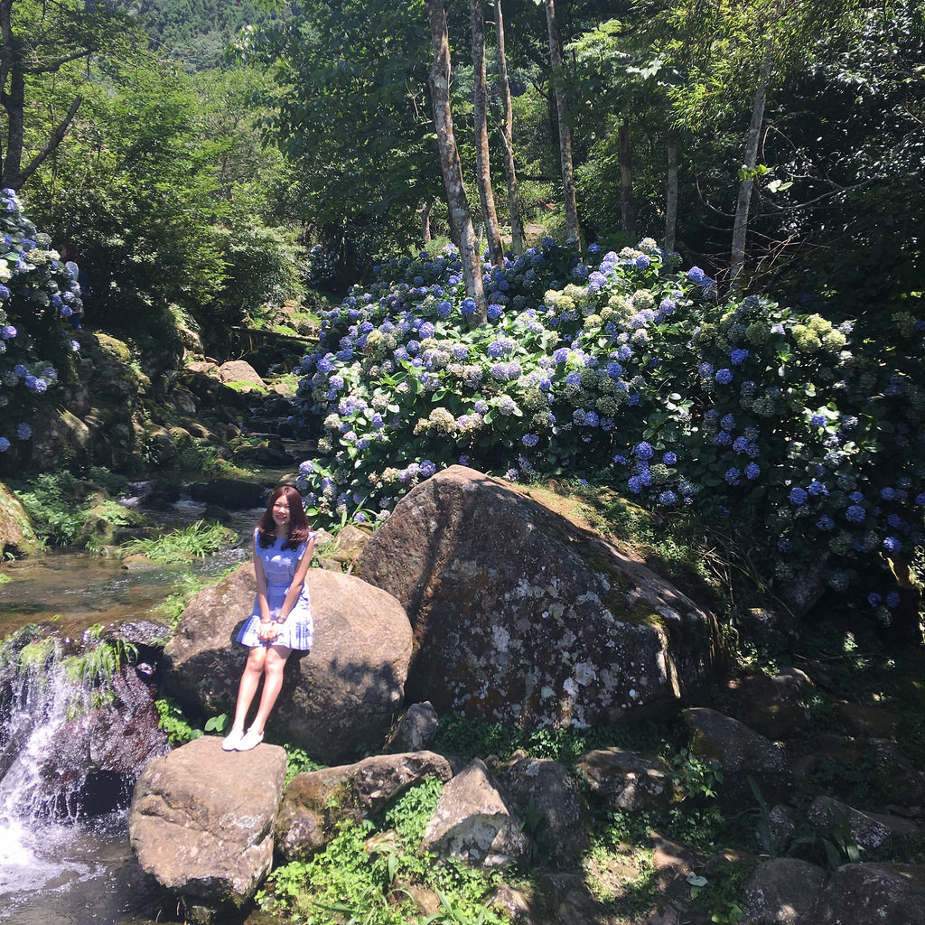 20160625苗栗繡球花_3055