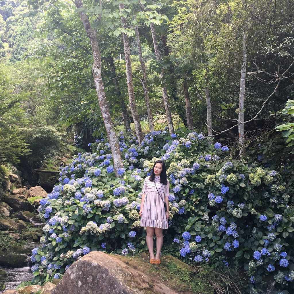 20160625苗栗繡球花_9007