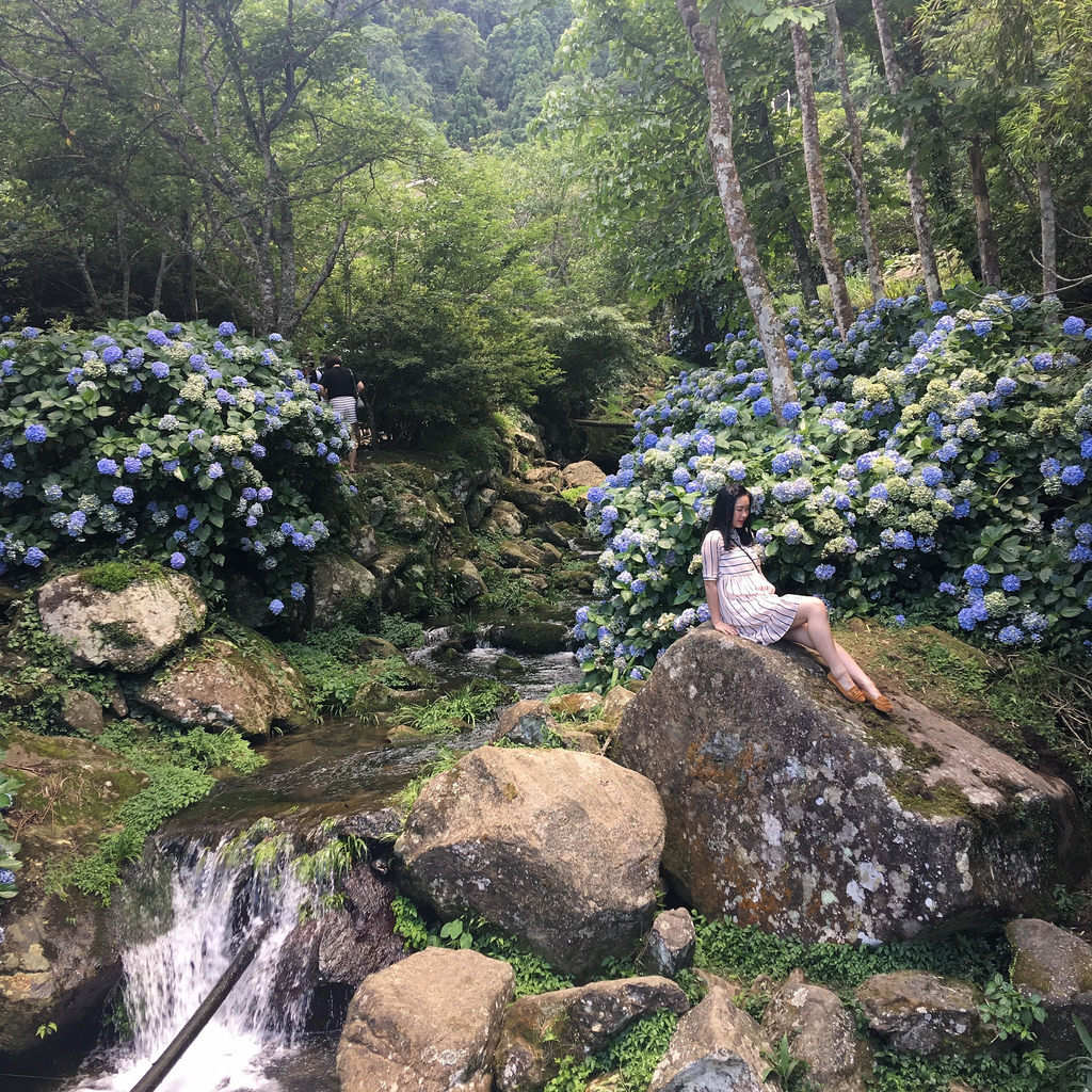 20160625苗栗繡球花_6193