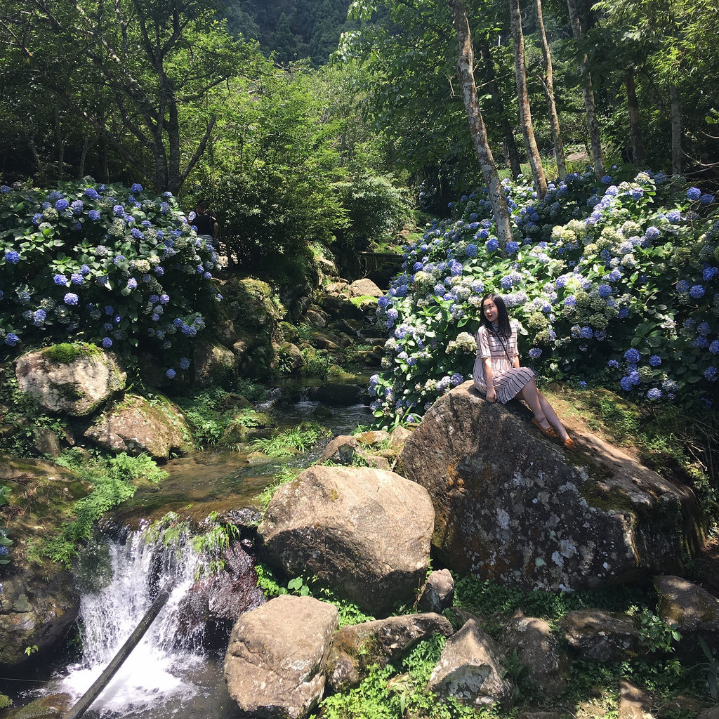 20160625苗栗繡球花_4342