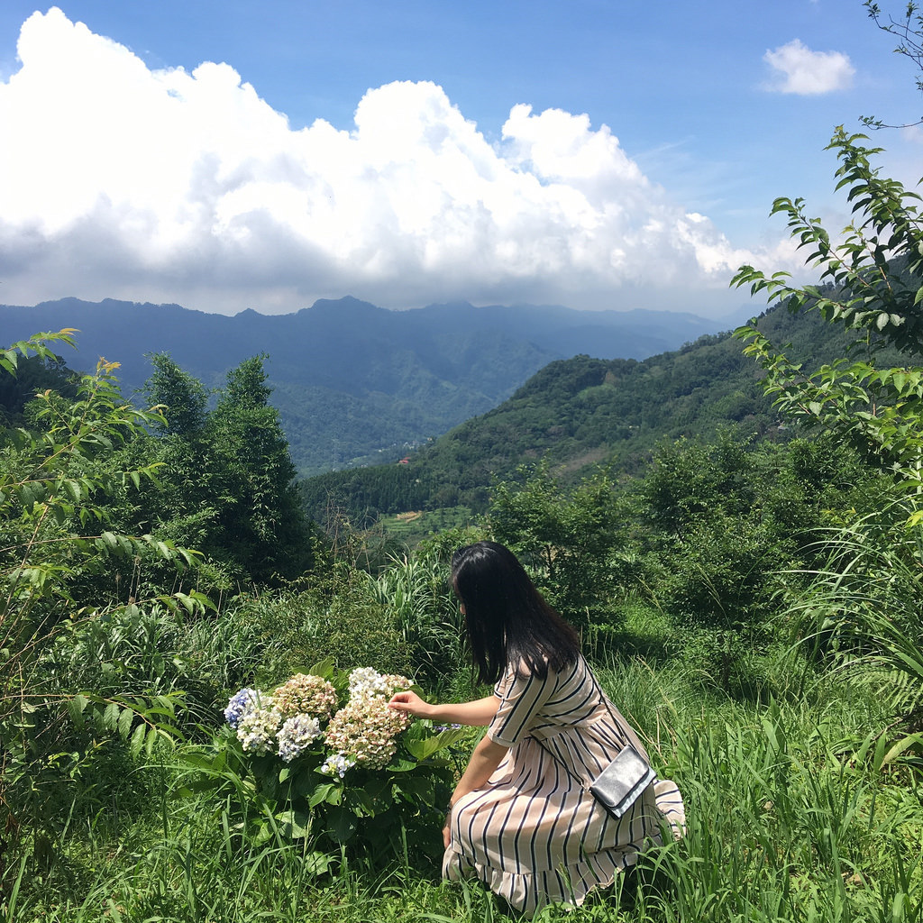 20160625苗栗繡球花_4605
