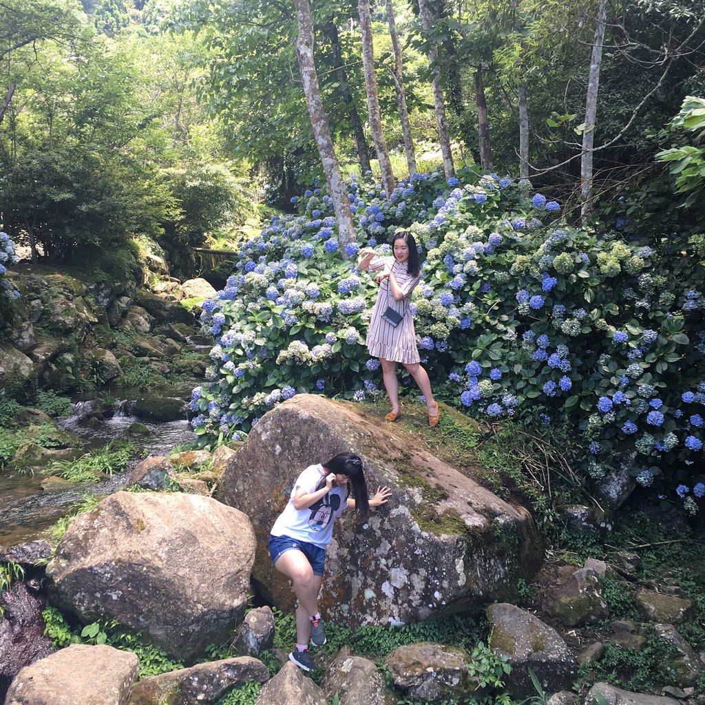 20160625苗栗繡球花_1253