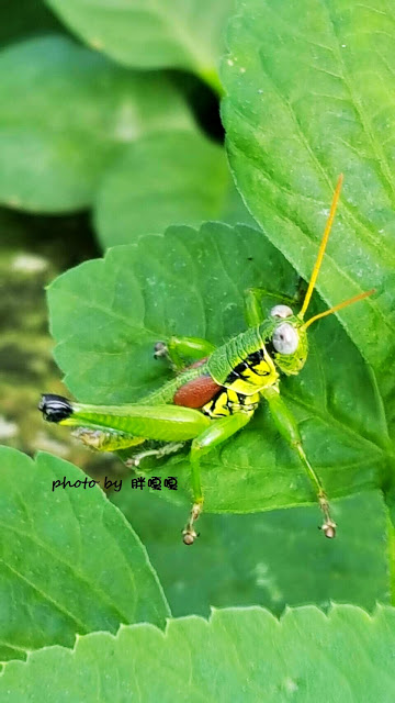 【苗栗 南庄】高山青鱒魚養殖場**紫爆來襲>>繡球花大爆炸
