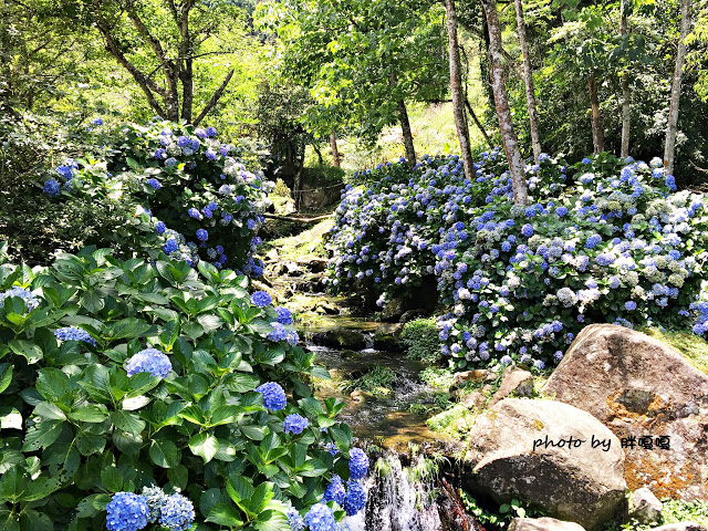 【苗栗 南庄】高山青鱒魚養殖場**紫爆來襲>>繡球花大爆炸