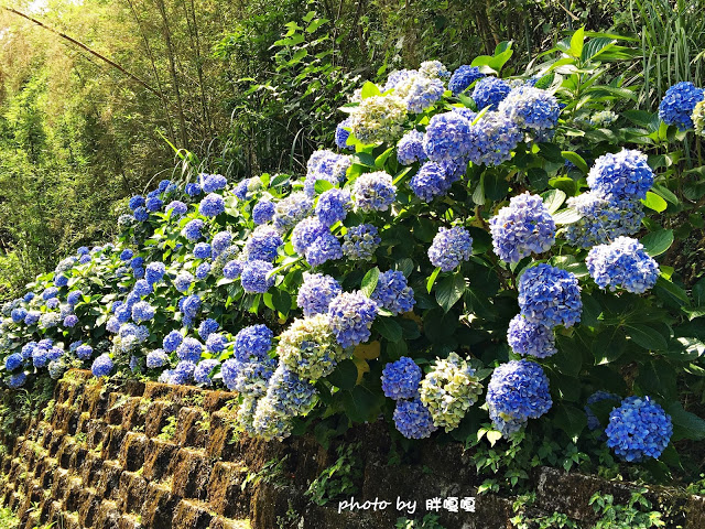 【苗栗 南庄】高山青鱒魚養殖場**紫爆來襲>>繡球花大爆炸