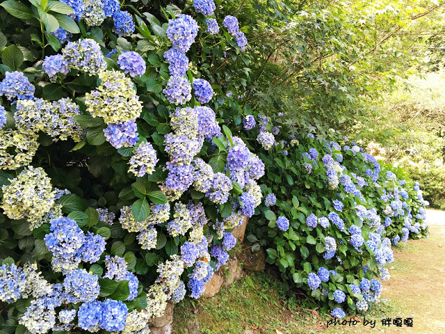 【苗栗 南庄】高山青鱒魚養殖場**紫爆來襲>>繡球花大爆炸